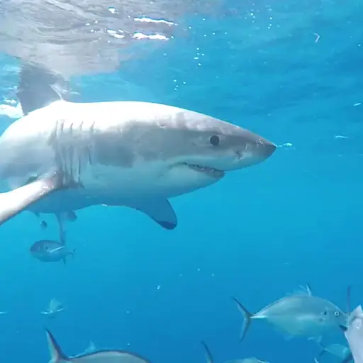 Zabaleta nadó con tiburón